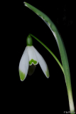 Galanthus 08