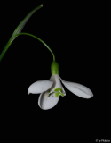 Galanthus 07