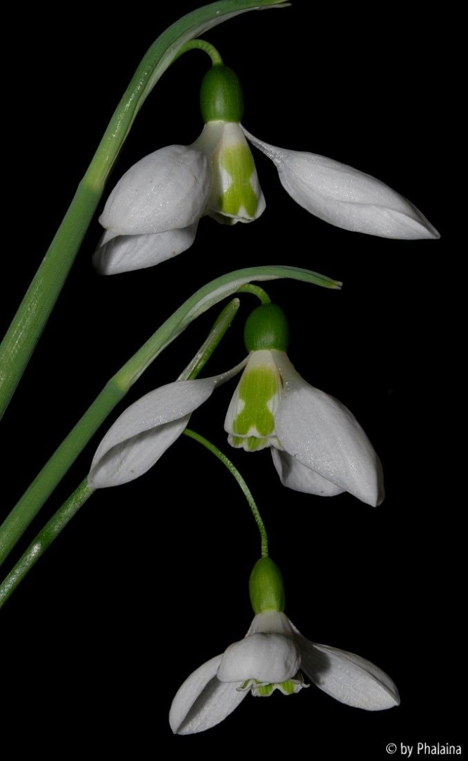 Galanthus 06