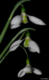 Galanthus 06