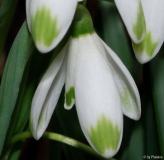 Galanthus 05
