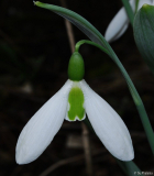 Galanthus 04