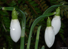 Galanthus 03
