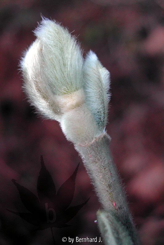 Magnolia stellata