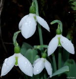 Galanthus 02