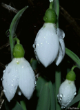 Galanthus 01