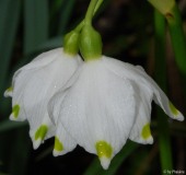 Leucojum vernum
