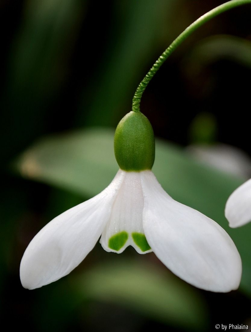 Galanthus 12