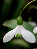Galanthus 12