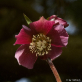 Helleborus von unten