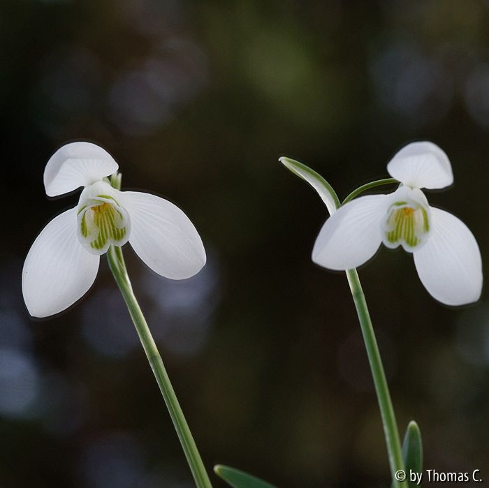 Schneeglöckchen von unten 3