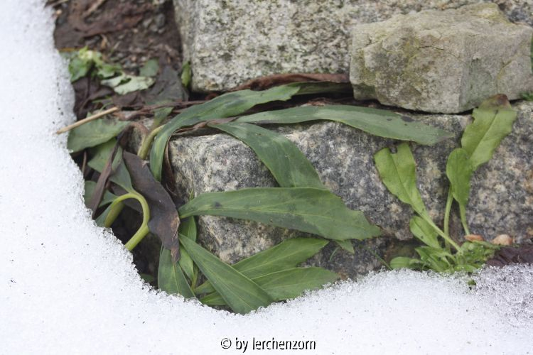 Helleborus niger unter Schneelast