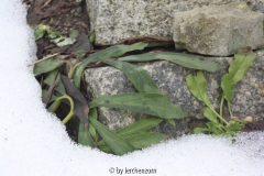 Helleborus niger unter Schneelast