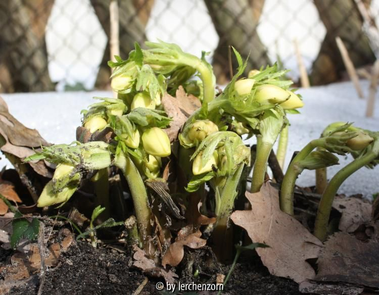 Helleborus odorus (Austrieb)