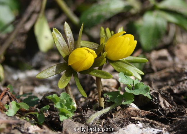 Eranthis hiemalis