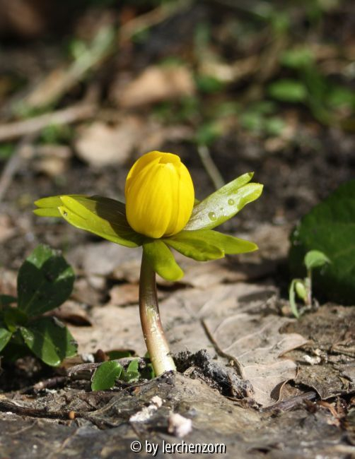 Eranthis hiemalis einsam