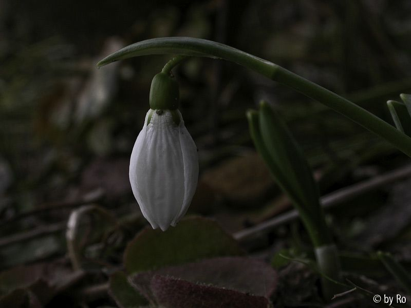 Es bimmelt