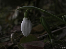 Es bimmelt