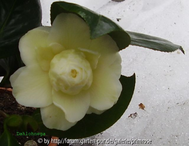 Dahlohnega