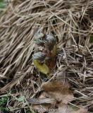 Adonis ramosa (oder Hybride) im Austrieb