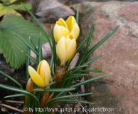 erster Krokus