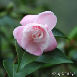 sweet jane10