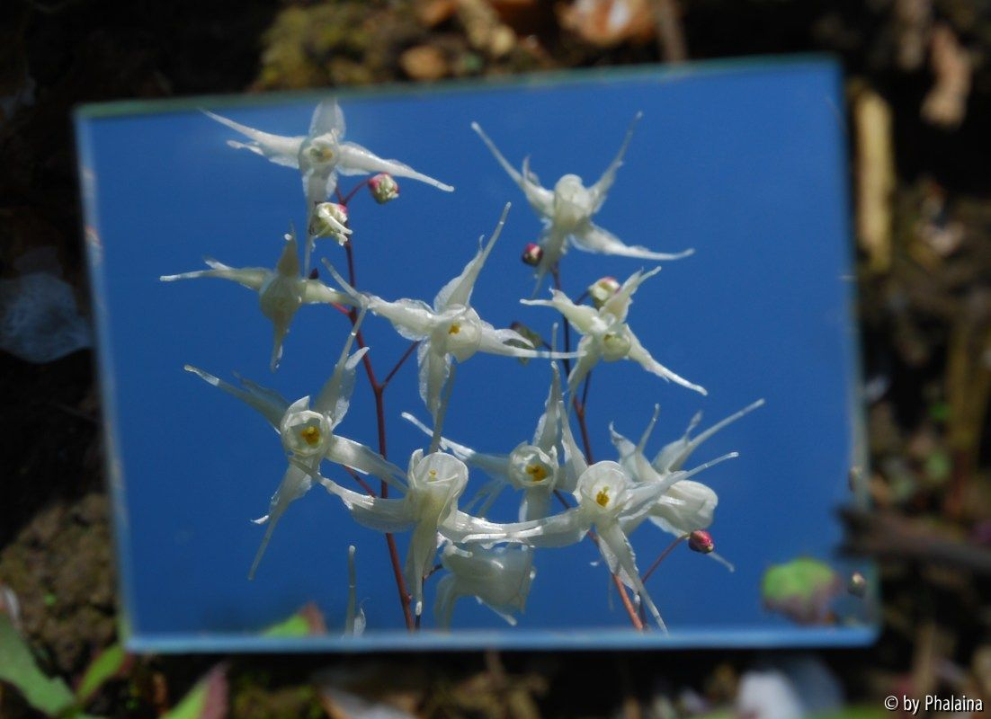 Epimedium im Spiegel