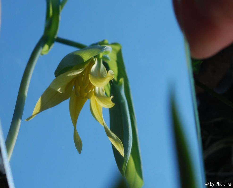 Uvularia im Spiegel