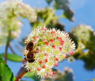 Biene auf Hylotelephium