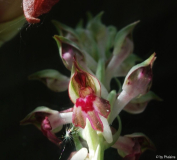 Anacamptis 3