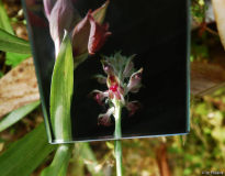 Anacamptis 2