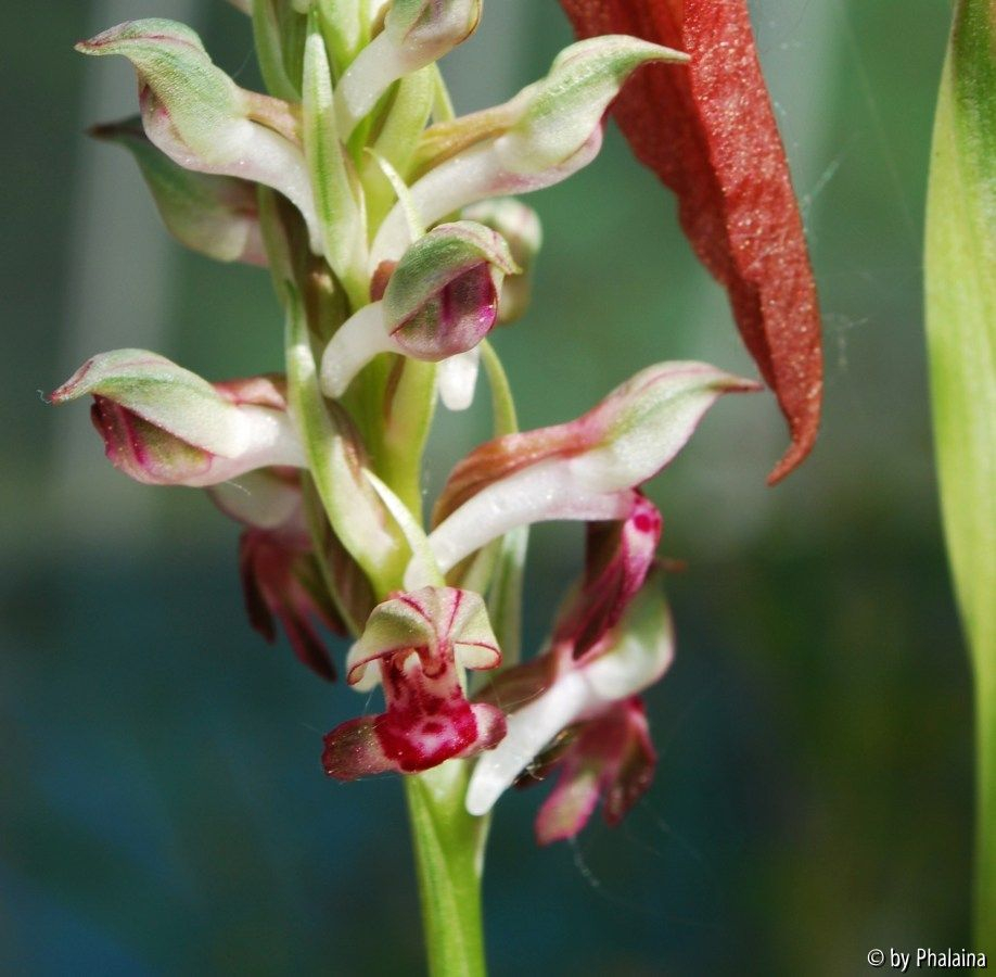 Anacamptis 1