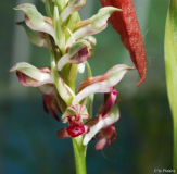 Anacamptis 1