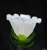 Portulaca