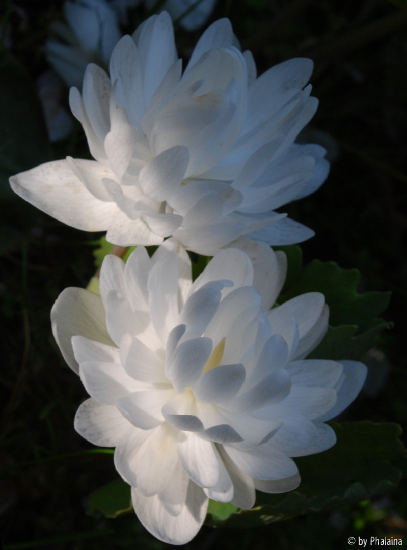 Sanguinaria canadensis