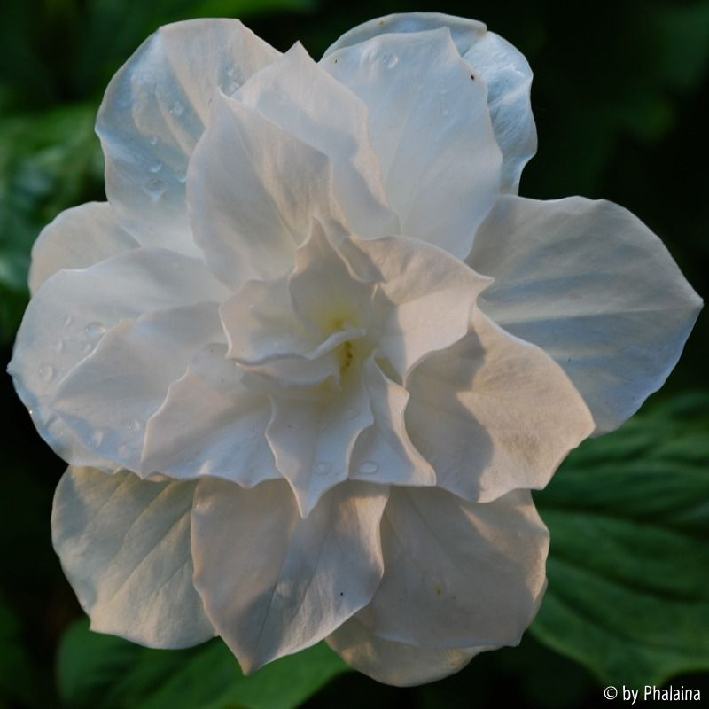 Trillium 4
