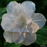 Trillium 4