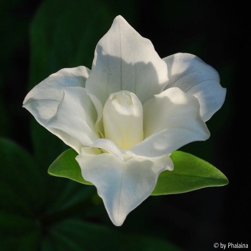 Trillium 2
