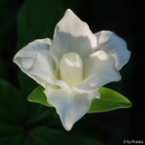 Trillium 2