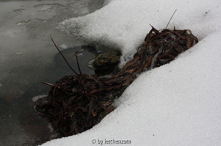Primula rosea und P. frondosa im Teichrand zum Winterende