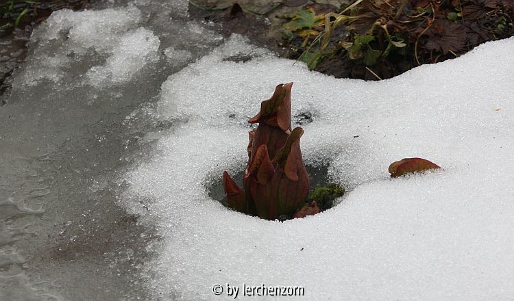 Sarracenia purpurea im Teichrand zum Winterende
