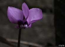 Cyclamen coum