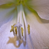 Scharfer Amaryllentanz
