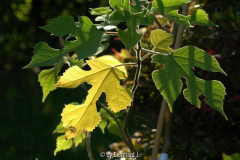 Broussonetia papyrifera - Papiermaulbeerbaum