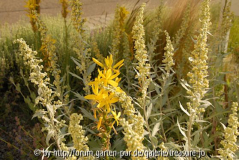 Artemisia ludoviciana mit Asphodeline lutea