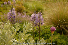 Artemisia luduviciana mit Camassia und Allium