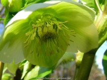 Helleborus orientalis Grüngelb noch weniger nah