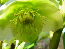 Helleborus orientalis Grüngelb weniger nah