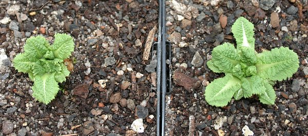 Primula species - China