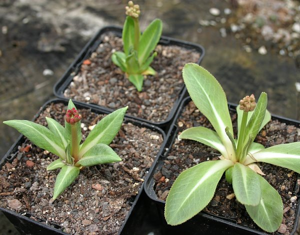 Primula maximowiczii